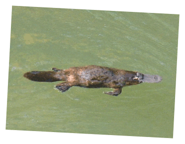 platypus-MargaretMcNeill