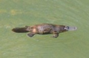 BrokenRiverplatypus